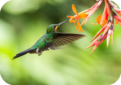 Colibri